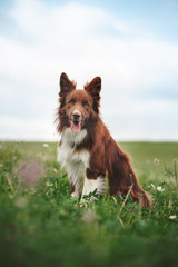 Red border collie dog sitting in a meadow