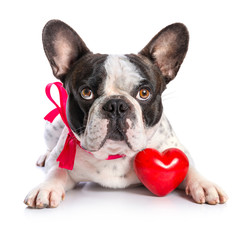 Cute french bulldog with a red heart isolated on white