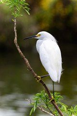 snowy egret