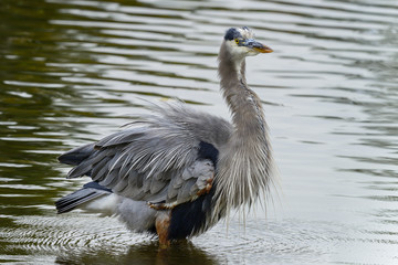 great blue heron