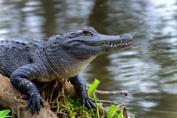 american alligator