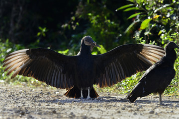 Fototapeta premium black vulture