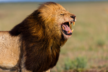 Roaring Lion Notch 2 in Masai Mara