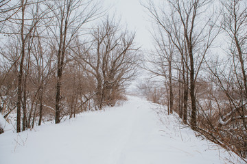 Winter landscape. Pine branch tree under snow