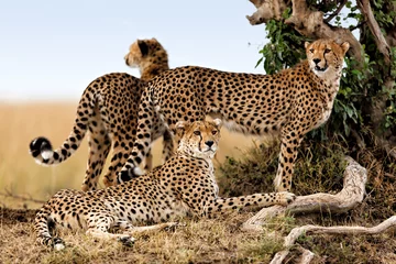 Zelfklevend Fotobehang Cheetah mother and cubs looking for food © maggymeyer