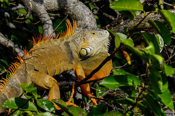green iguana
