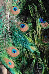 peacock eyes