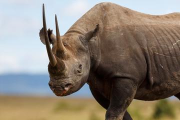 Obraz premium Portait of Black Rhino Karanja