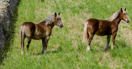 Fototapeta premium beautiful horses in pasture in the countryside of Puglia.
