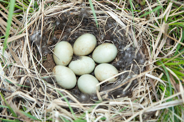 Nest of the Anas platyrhynchos.