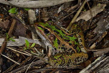 southern leopard frog