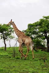 Giralle im Krüger Nationalpark - Südafrika