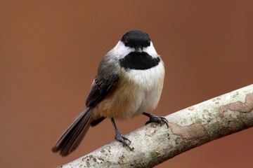 Carolina Chickadee on a branch