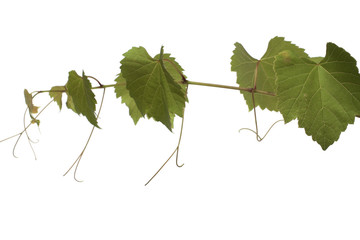 Grape leaves