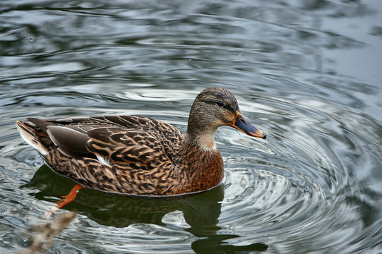 A female mallard duck floating on the pond.