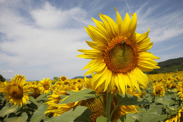 Bugarian Sunflowers