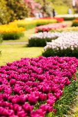 spring garden
