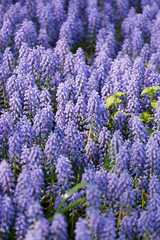 Fototapeta premium muscari flowers
