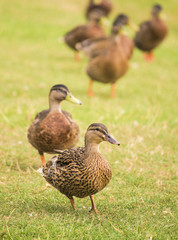 Wild ducks