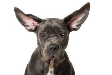 Hund mit fliegenden Ohren