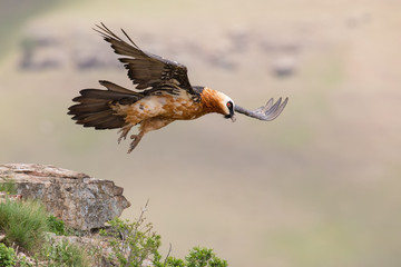 Adult bearded vulture take off from mountain after finding food