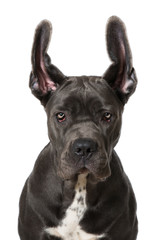 Hund mit fliegenden Ohren