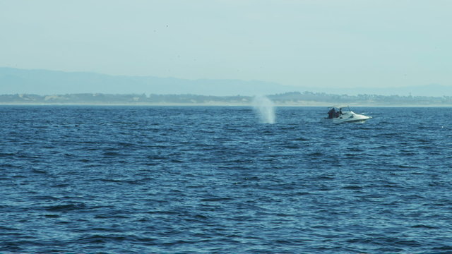Whale watching Humpback whale blowhole surface swimming, California, USA