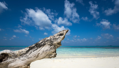 Deadwood on white sand beach of paradise island