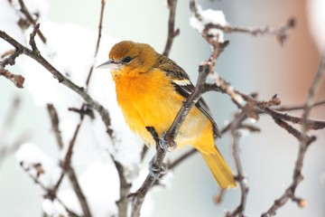 Obraz premium Baltimore Oriole (Icterus galbula) in a tree