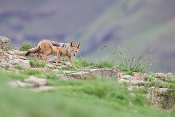 Shy black backed jackal scavenging for food on the side of mount