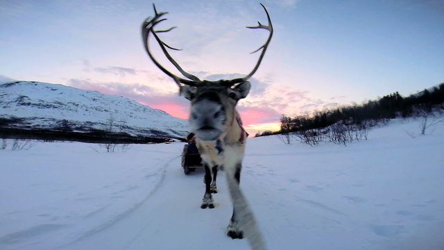 POV Norwegian Sledge Reindeer friendly animal working pet snow sunset Norway
