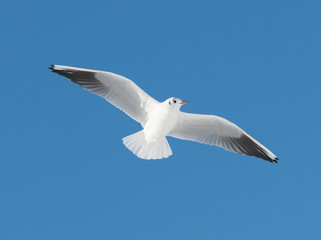 Naklejka premium big white bird fly