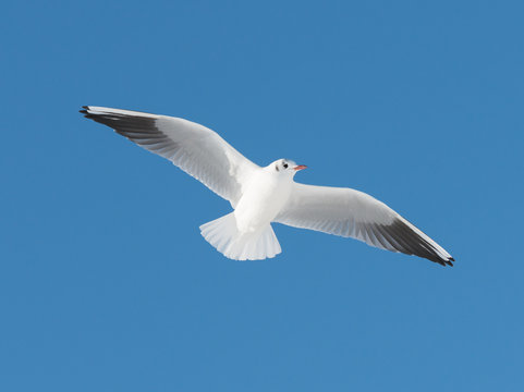big white bird fly