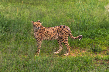 Cheetah, South Africa.