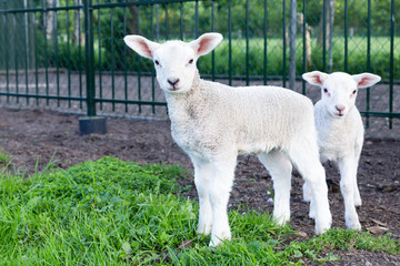 Two little white lambs standing in green grass
