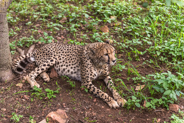 Cheetah, South Africa.