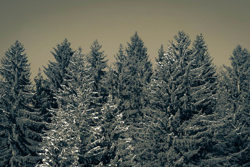 Fototapeta premium Pine forest