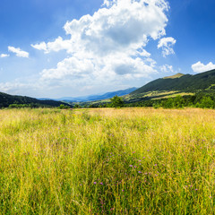 meadow with high grass in mountains at sunrise