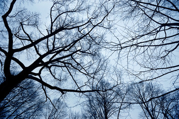 branches of trees on the background of a winter sky