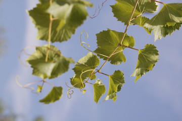 leaves of a vine in a vineyard on  blue sky