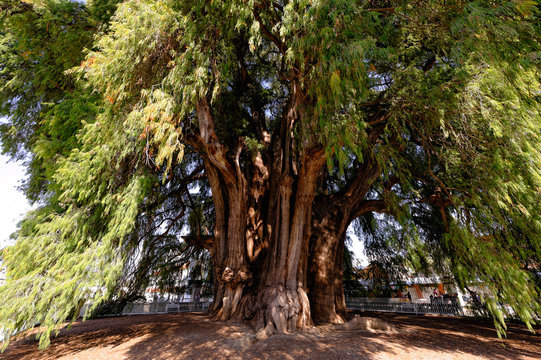 L'arbre millénaire de Tule , Oaxaca Mexique