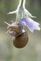 In the forest, a flower pasqueflower crawling snail.