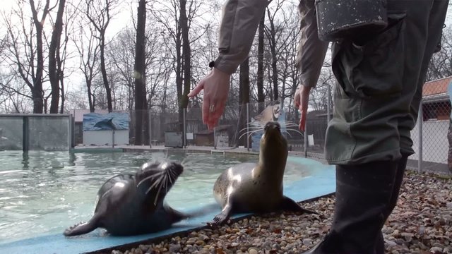 Training of a harbour seals (Phoca vitulina): rolling