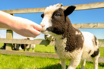 Feeding the goat kid at farm visitor centre