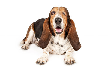 Basset Hound Dog Missing One Eye