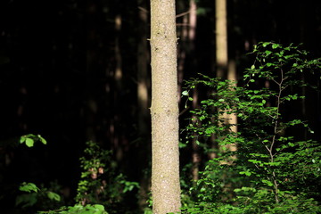 Naklejka premium Wald