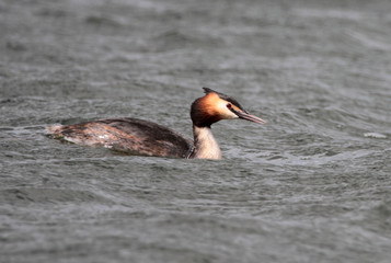 Great Crested Grebe - Podiceps cristatus