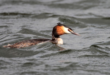 Great Crested Grebe - Podiceps cristatus