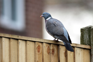 Woodpigeon Columba palumbus sat on a garden fence