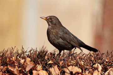 Blackbird Turdus merula female on a hedge
